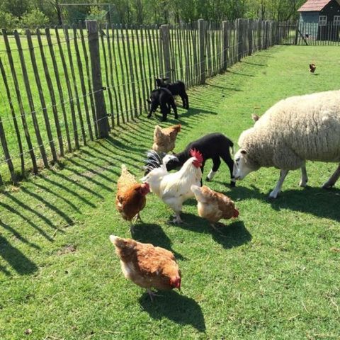 Vodatent Camping de Peelweide  - Venlo - Image N°4