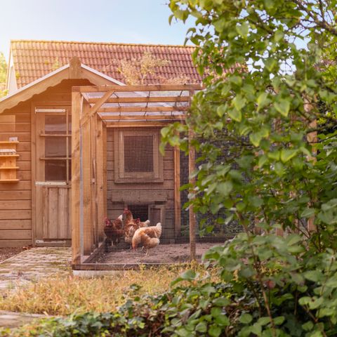 Summio Bungalowpark De Riethorst - Camping Mook und Middelaar - Image N°2