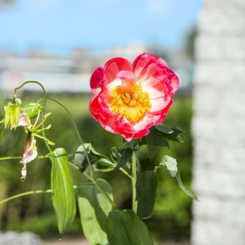 Bungalow 6 Personen - Komfort