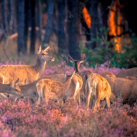 Chalet 6 Personen - Sommerhäuschen