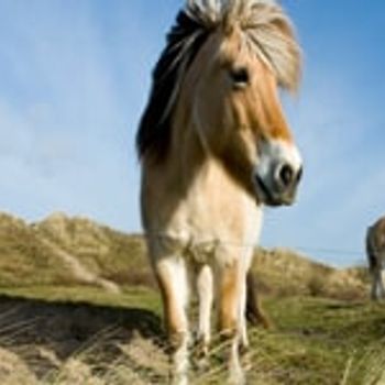 Ferienparks auf Terschelling