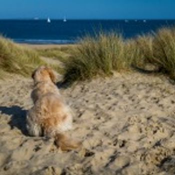 Urlaub mit Hund