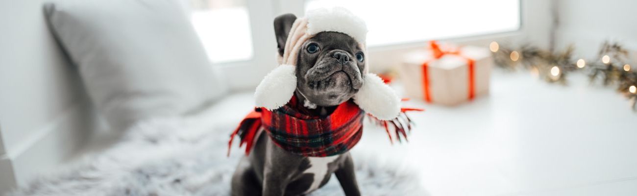 Silvester mit Hund ohne Feuerwerk