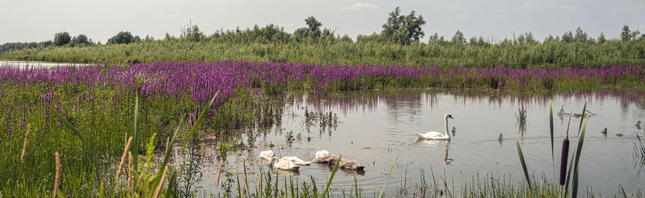 Ferienparks im Biesbosch 
