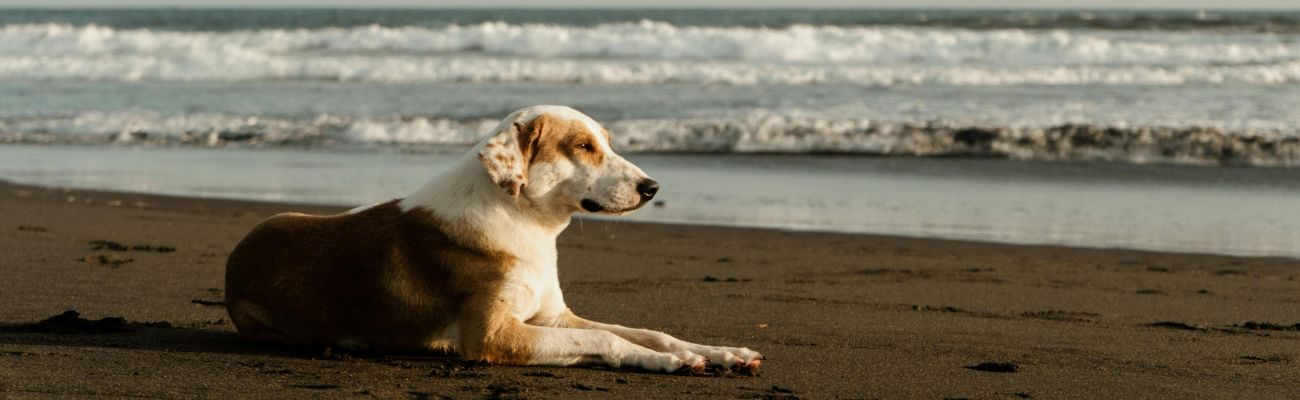 Ferienhaus Ameland mit Hund