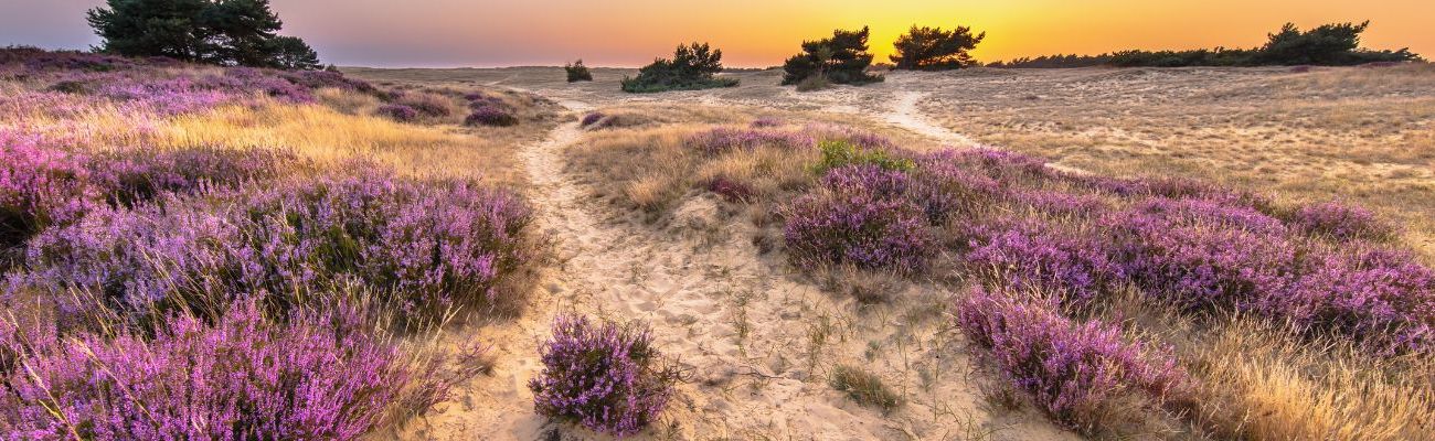 Top FerienparkSpecials Angebote