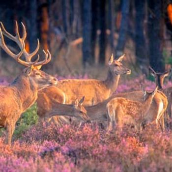 Ferienparks auf der Veluwe