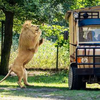 Ferienparks in der Nähe vom Serengeti Park